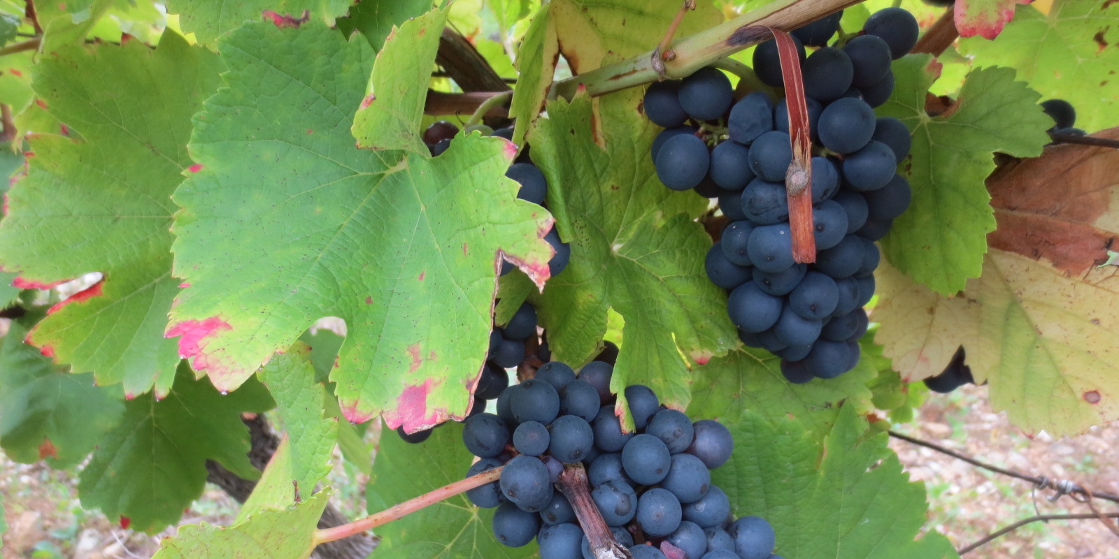 Le vin entre en résistance !