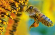Question écrite - Les dangers de la molécule sulfoxaflor pour les abeilles