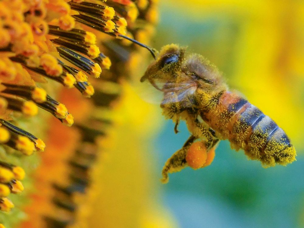 Question écrite - Les dangers de la molécule sulfoxaflor pour les abeilles