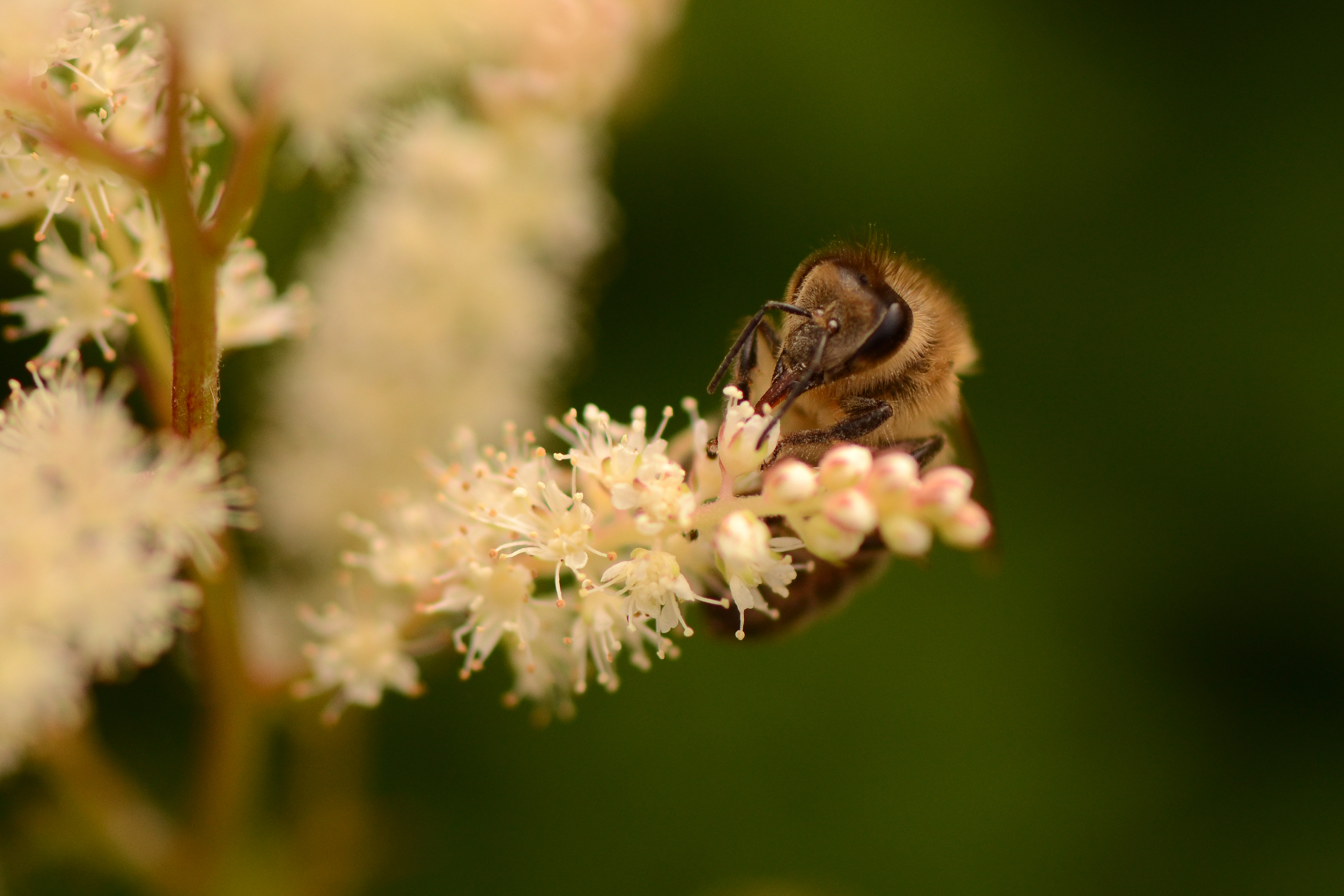 Question écrite : Évaluation des risques des pesticides