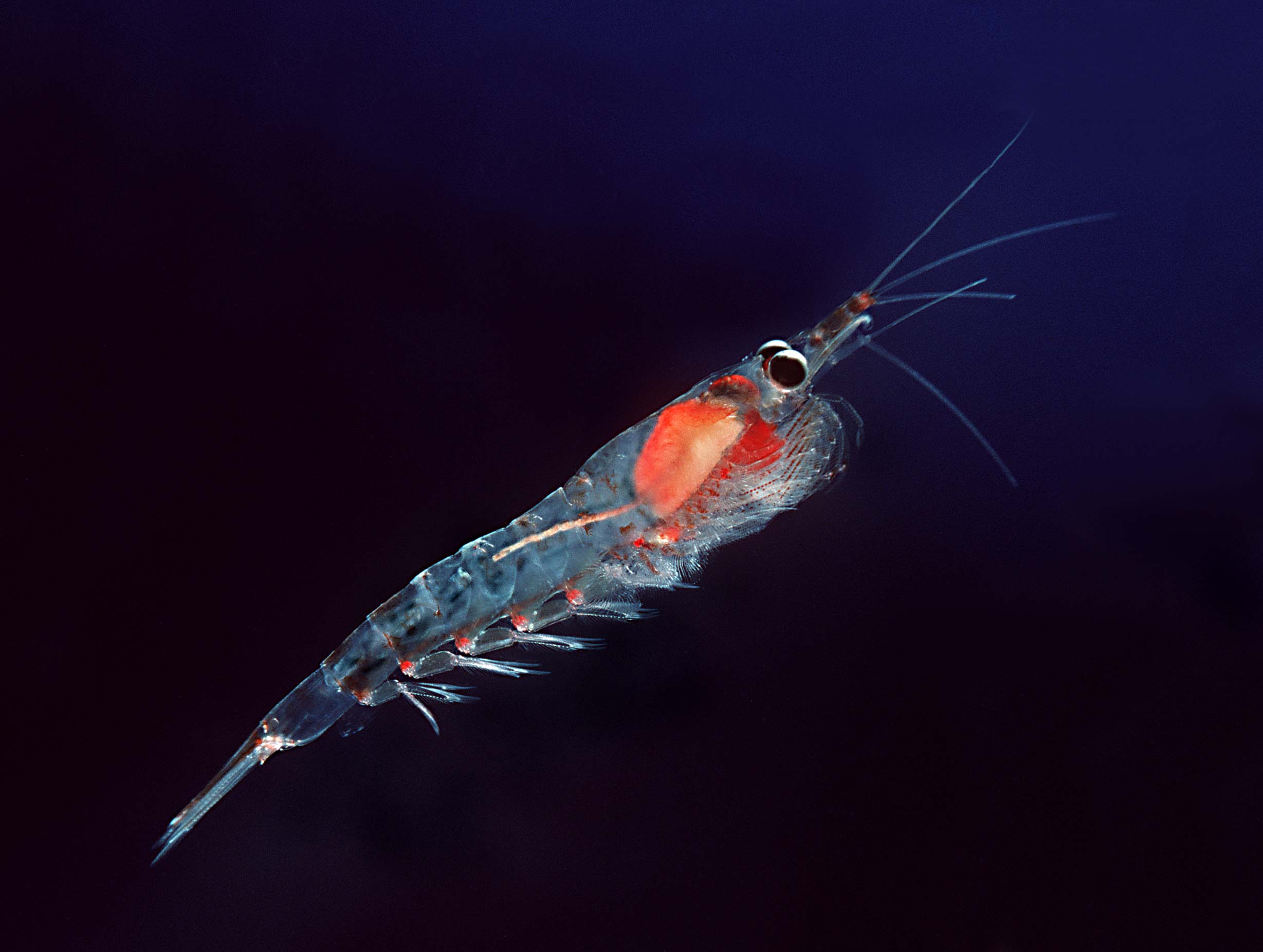 Question écrite : Pêche au krill en Antarctique