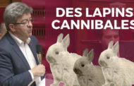 VIDÉO - Des lapins cannibales ! Vous trouvez ça normal ?