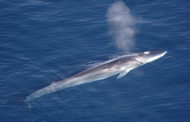 JEFTA : les baleines peuvent crever !