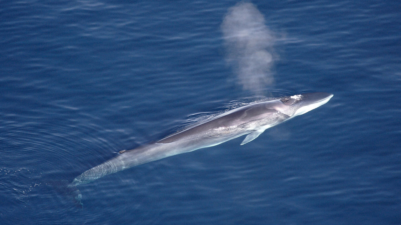 JEFTA : les baleines peuvent crever !