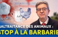 Maltraitance des animaux : stop à la barbarie