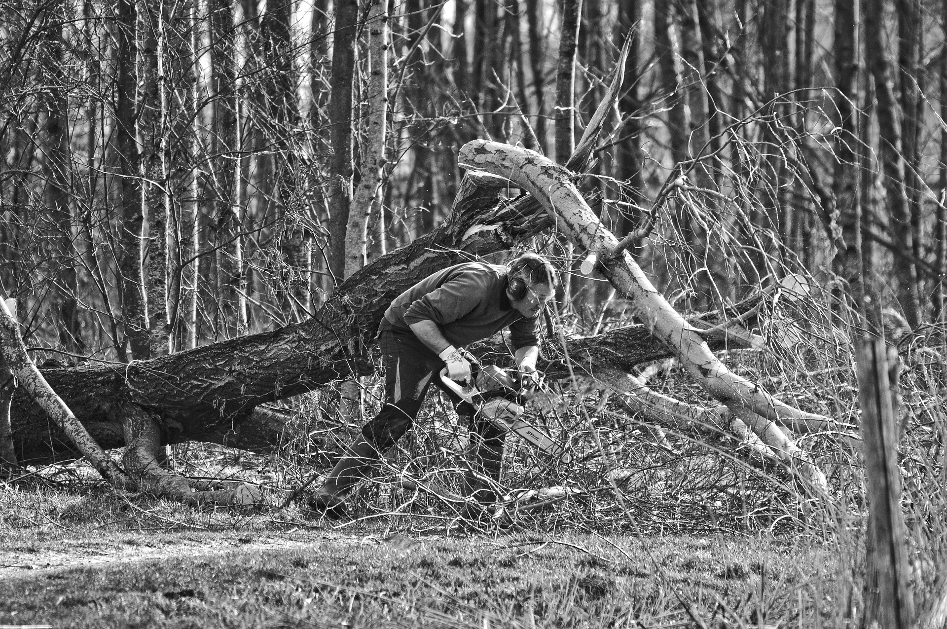 À quoi bon détruire la forêt et ses travailleurs pour planter ensuite des arbres ?